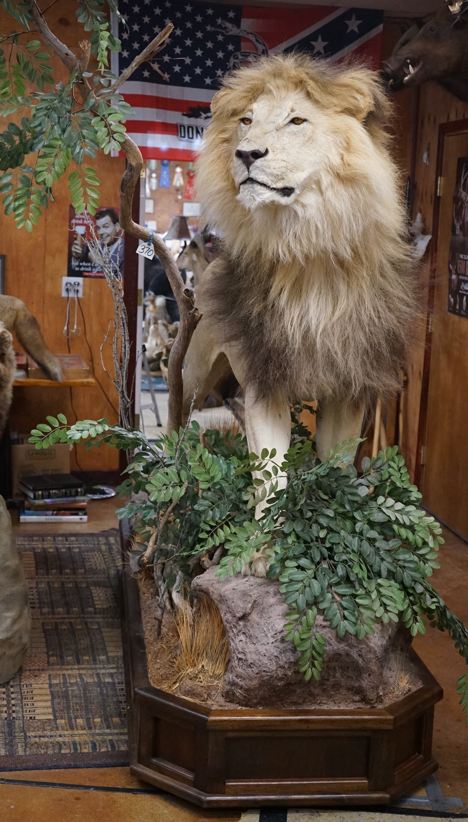 Super Awesome African Lion Full Body Taxidermy Mount in Natural Habitat **Texas Residents Only!** (1 of 6)