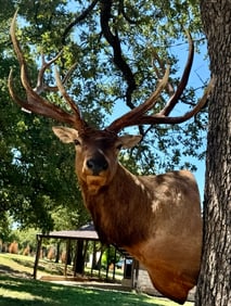Wild Boone & Crockett 8 x 8 Elk Shoulder Taxidermy Trophy Mount