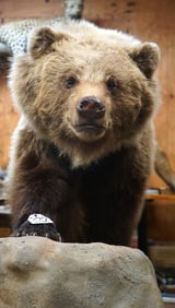 Interior Grizzly Bear Full Body Taxidermy Mount in Habitat