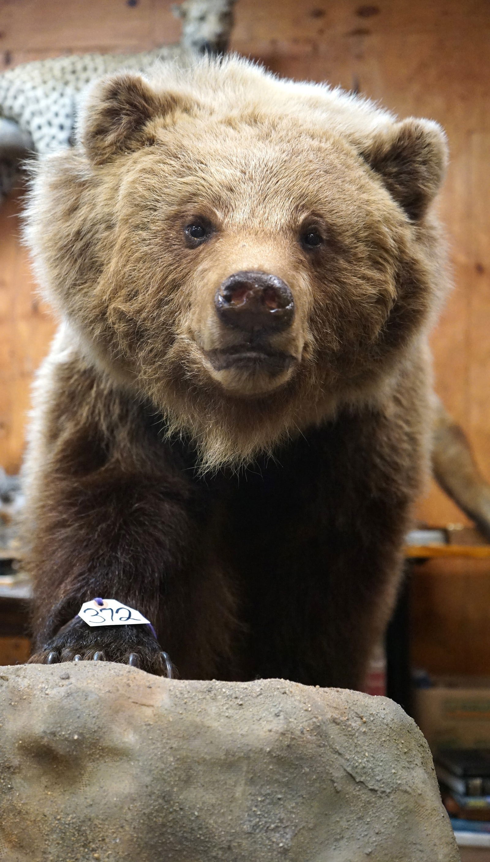 Interior Grizzly Bear Full Body Taxidermy Mount in Habitat (1 of 6)