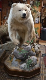 Pretty Golden colored Brown Bear Full Body Taxidermy Mount in Habitat
