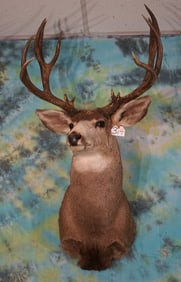 190+ gross Canadian Mule Deer Shoulder Taxidermy Mount