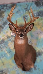 Pretty 7 x 6 Typical Whitetail Deer Shoulder Taxidermy Mount