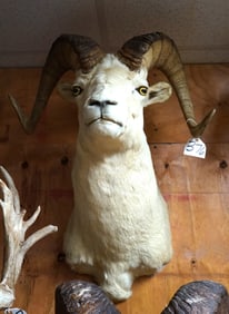 Alaskan Dall Sheep Shoulder Taxidermy Ram Mount