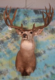 Big B & C Awards Book 234 4/8 gross & 226 net Rocky Mountain Mule Deer Shoulder Taxidermy Mount