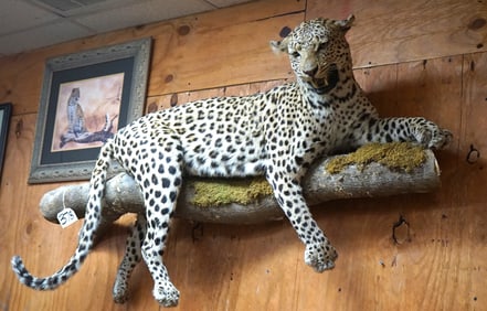 Cool! African Leopard Full Body Wall Mount **Texas Residents Only!!**