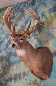 20pts. 239 3/8 gross Indiana Giant Whitetail Deer Shoulder Taxidermy Mount