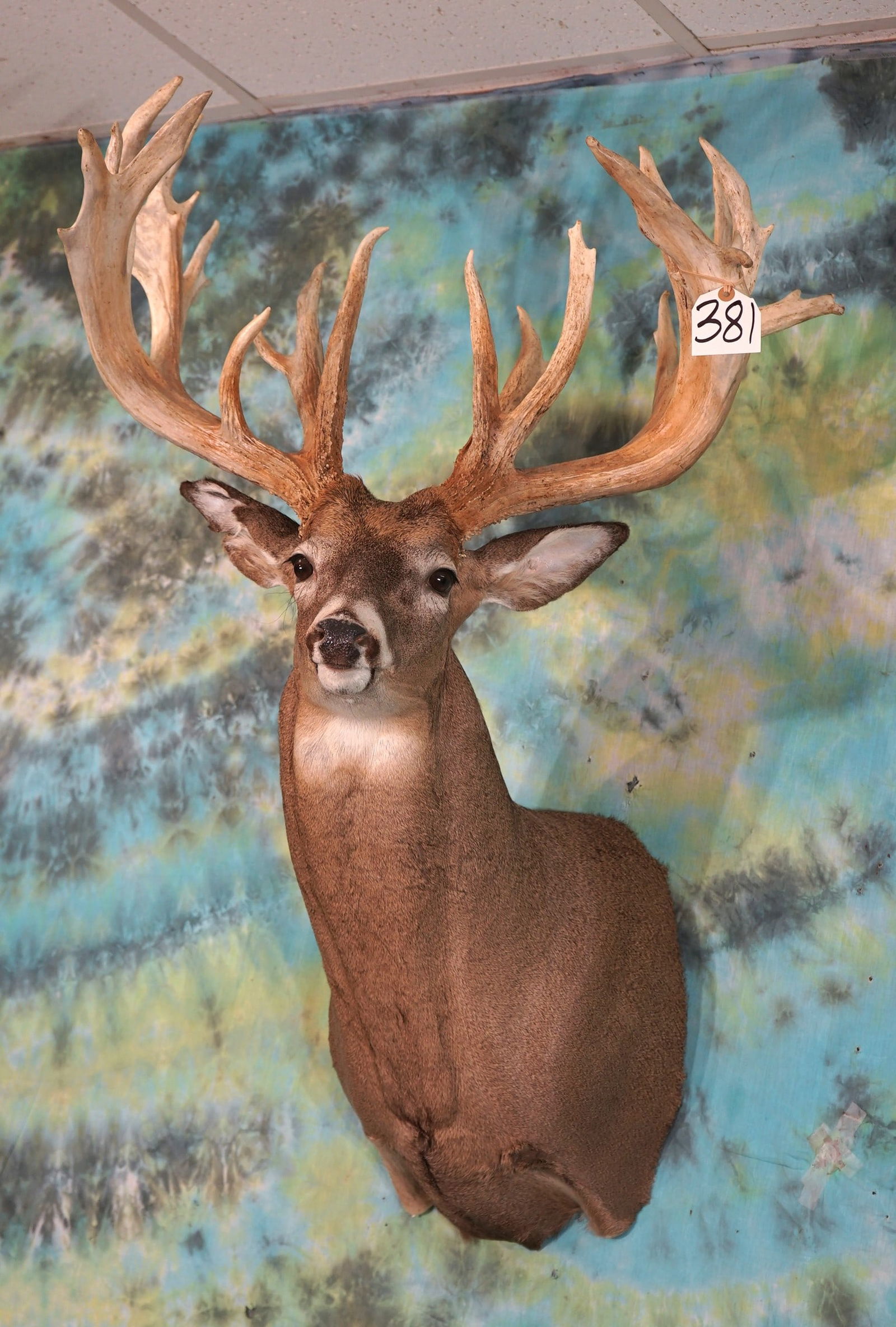 288 6/8" gross 32pts. Ohio Monster Whitetail Deer Shoulder Taxidermy Mount (1 of 5)