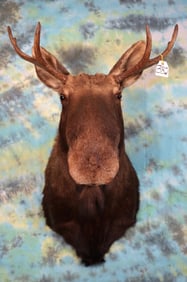 Mulligan Moose Shoulder Taxidermy Mount