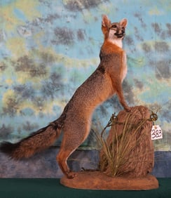 Beautiful Gray Fox Full Body Taxidermy Mount in Natural Habitat