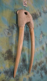 Legal Pre-Marine Mammal Act Partial Walrus Skull & Tusk Taxidermy Mount