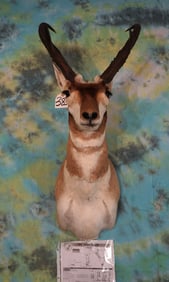 Boone & Crockett Record Book 86 2/8" net Pronghorn Antelope Shoulder Taxidermy Mount