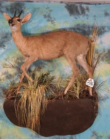 African Southern Bush Duiker Full Body Taxidermy Mount
