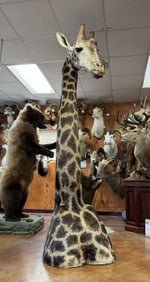 Super Cool Giraffe Shoulder Floor Pedestal Taxidermy Mount