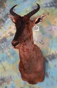 African Tsessebee Antelope Shoulder Taxidermy Mount