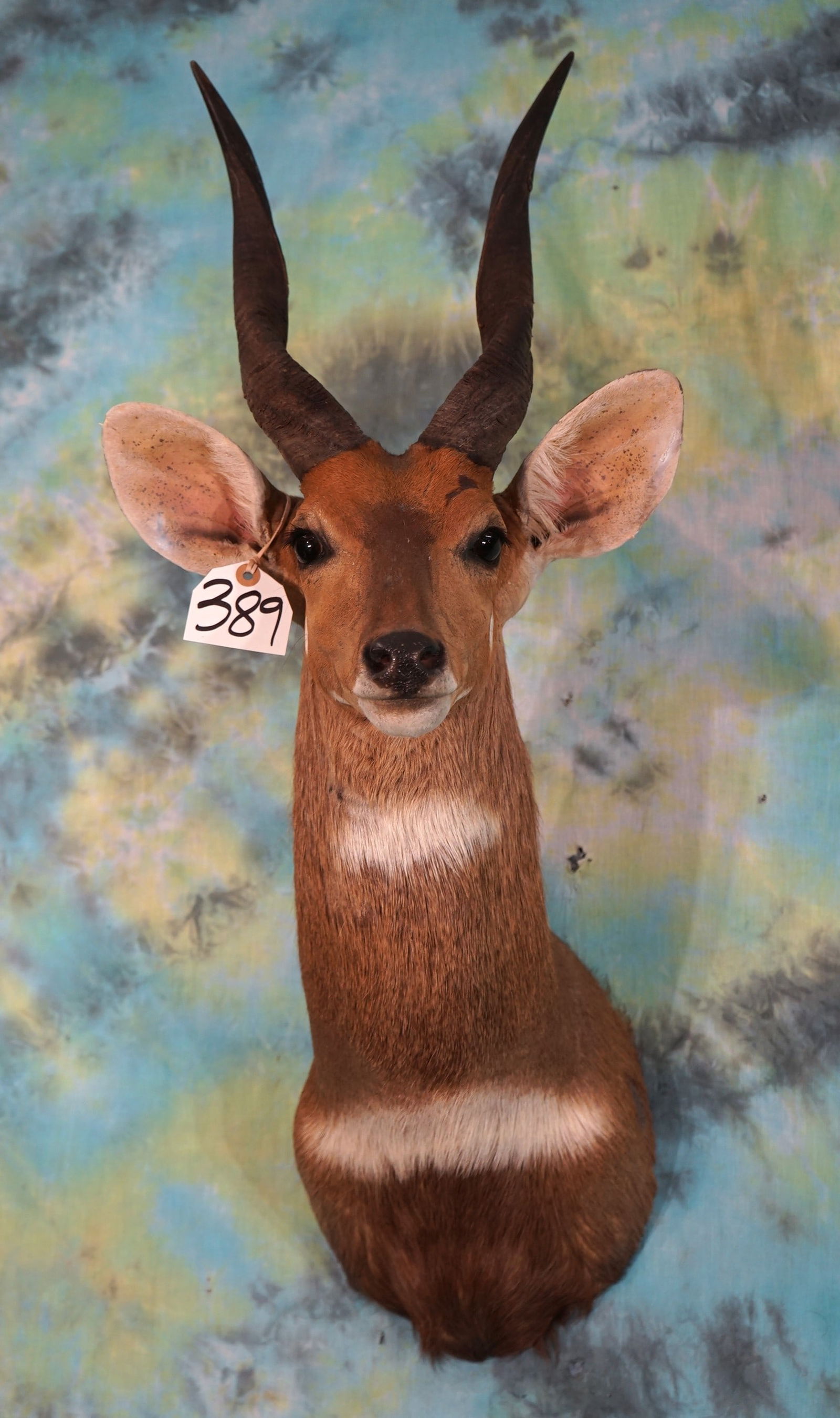 African Chobe Bushbuck Shoulder Taxidermy Mount (1 of 2)