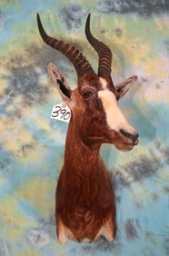 African Blesbuck Antelope Shoulder Taxidermy Mount