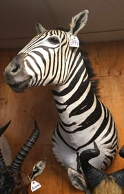 Beautiful Chapman's Zebra Shoulder Taxidermy Mount