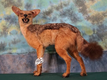 South African Black Back Jackal Full Body Taxidermy Mount