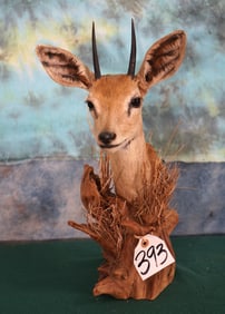 African Steinbuck Pygmy Antelope Pedestal Taxidermy Mount