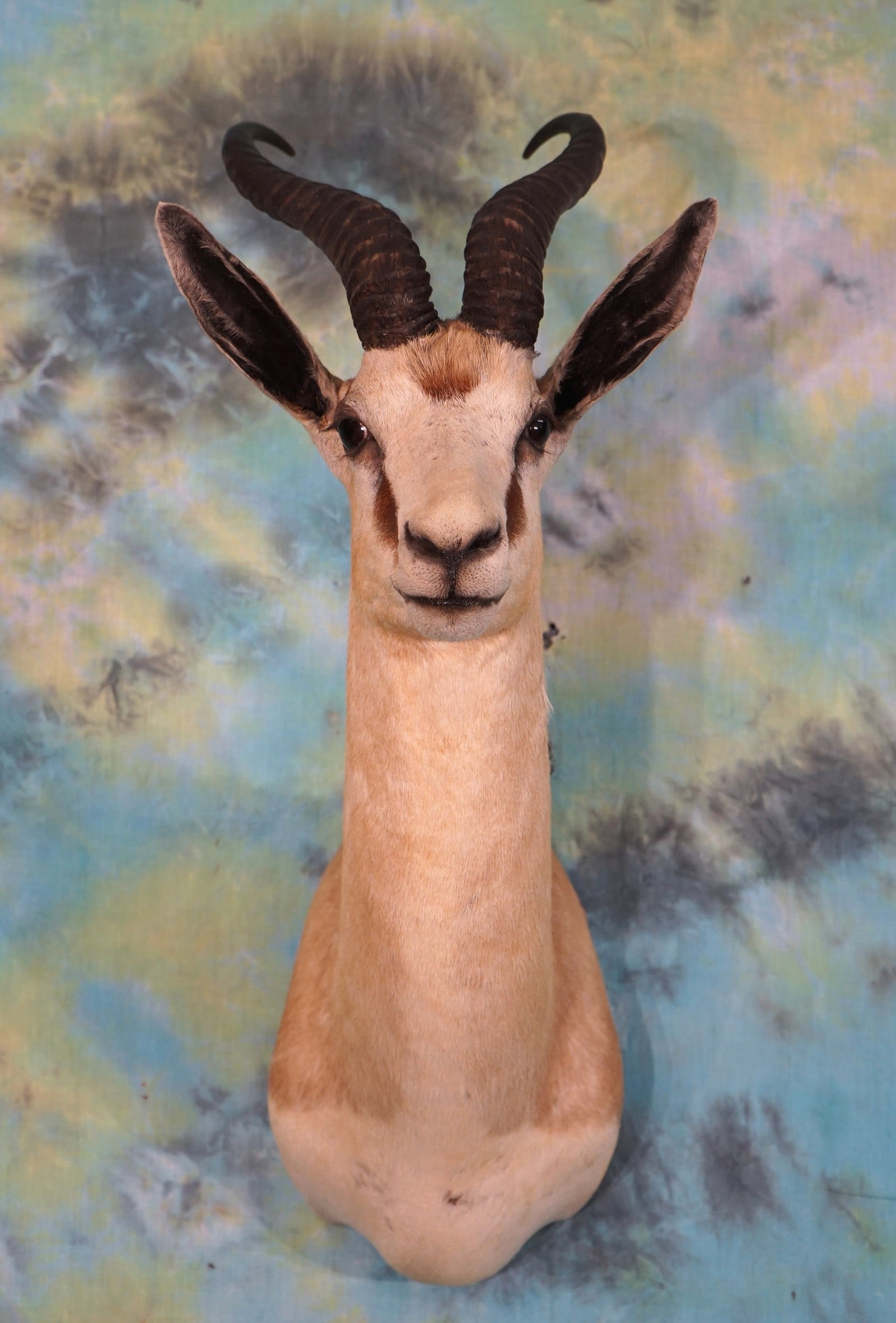African Kalahari Springbuck Gazelle Shoulder Taxidermy Mount: This mount is clean and in excellent condition. The taxidermy quality is very nice grading a 9.25.