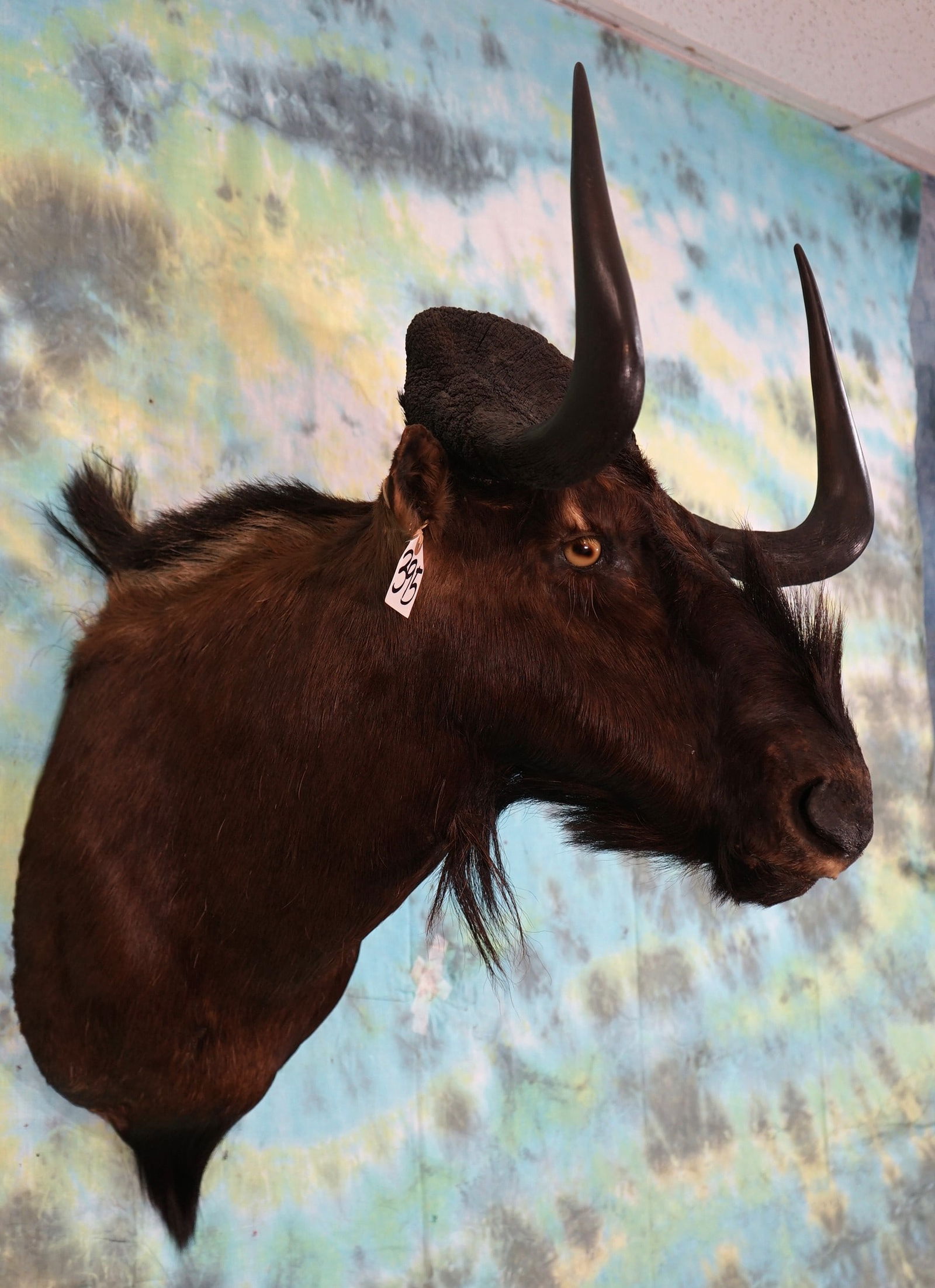 African Black Wildebeest Shoulder Taxidermy Mount (1 of 2)
