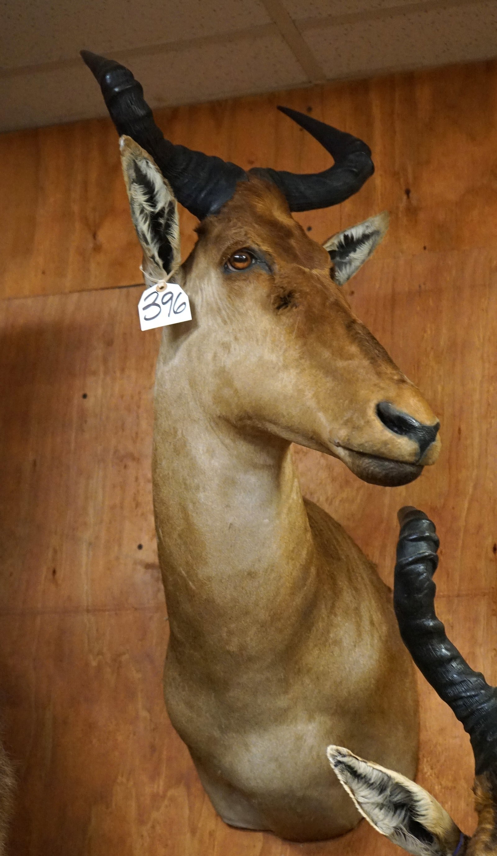 African Coke's Hartebeest Shoulder Taxidermy Mount: The Coke's Hartebeest here is from Tanzania. This mount is clean and in excellent condition. The taxidermy quality is excellent grading 9.75 on a 1 to 10 scale.