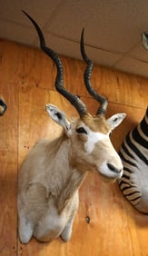 Record Book Addax Desert Antelope Shoulder Taxidermy Mount
