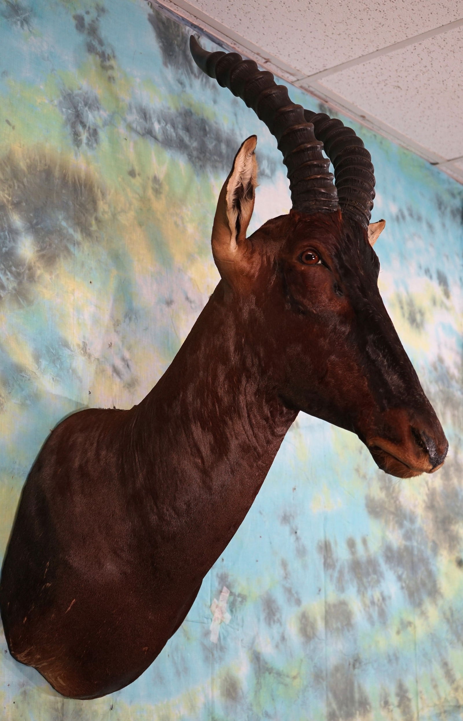 Beautiful African Topi Antelope Shoulder Taxidermy Mount (1 of 2)