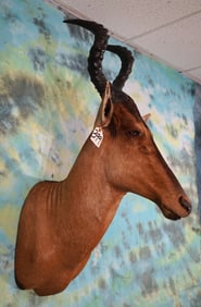 Pretty African Red Cape Hartebeest Shoulder Taxidermy Mount