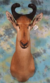 African Record Book Lichtenstien's Hartebeest Shoulder Taxidermy Mount