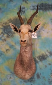 African White Blesbuck Antelope Shoulder Taxidermy Mount