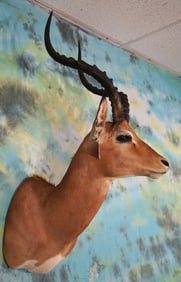 South African Impala Shoulder Taxidermy Mount