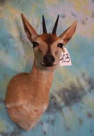 Southern African Bush Duiker Pygmy Antelope Shoulder Taxidermy Mount