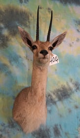 African Vaal Rhebuck Antelope Shoulder Taxidermy Mount