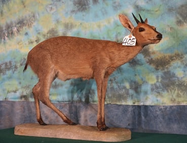 East African Bush Duiker Full Body Taxidermy Mount