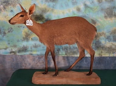 East African Female Bush Duiker Full Body Taxidermy Mount