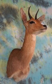 Southern African Mountain Reedbuck Shoulder Taxidermy Mount