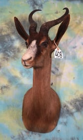 African Black Springbuck Gazelle Shoulder Taxidermy Mount