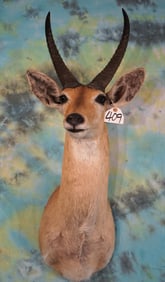 African Common Reedbuck Shoulder Taxidermy Mount