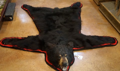 Like New Black Bear Rug Taxidermy Mount