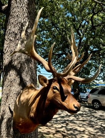 Huge 400+ Hunting Refuge Elk Shoulder Taxidermy Mount