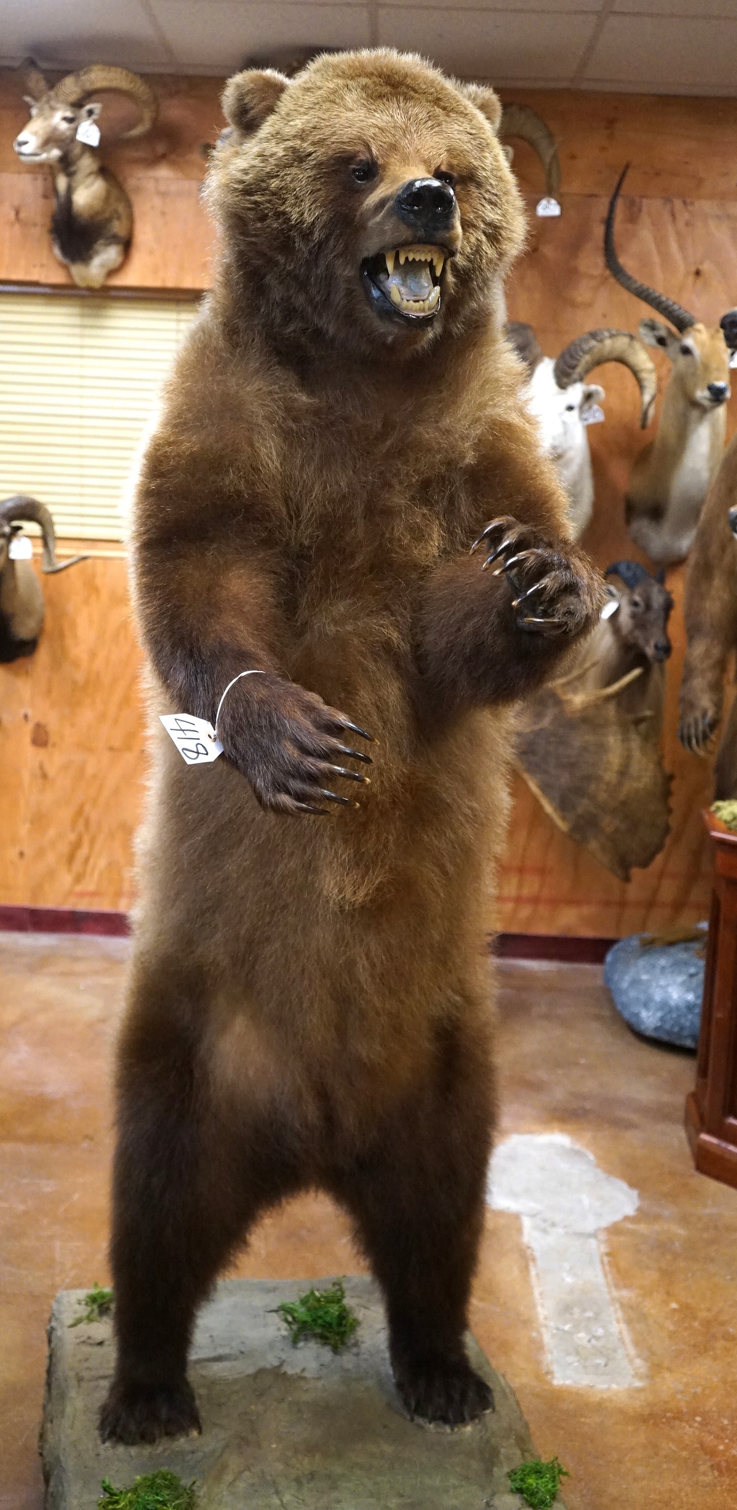 Standing Interior Grizzly Bear Full Body Taxidermy Mount (1 of 4)