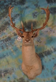 European White Fallow Deer Shoulder Taxidermy Mount