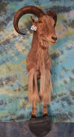 Half Body Aoudad Sheep Taxidermy Ram Mount
