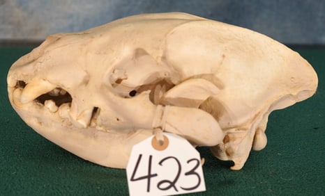 East African Spotted Hyena Complete Skull Taxidermy