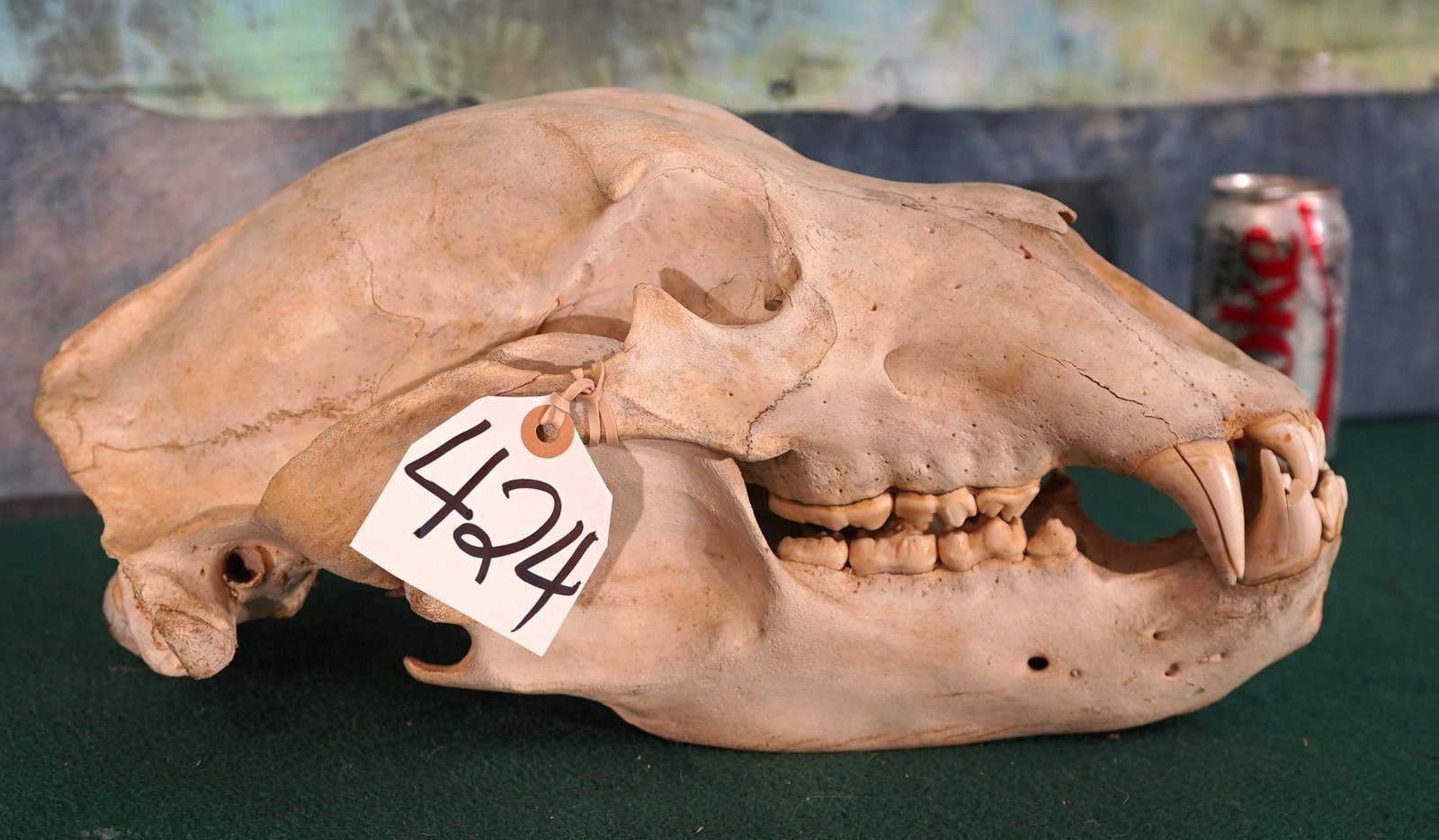 Alaskan Brown Bear Complete Skull Taxidermy: This skull is 16 12/16" long and 8 12/16" wide. The score is 25 8/16". A couple of the canine teeth are cracked but this is common with predators and in particular older Bears. The skull has no bullet