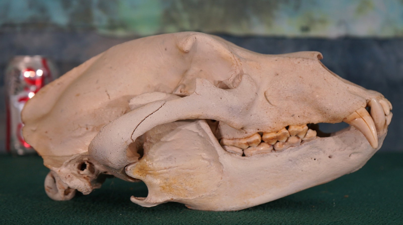 Interior Grizzly Bear Complete Skull Taxidermy: This is a good skull from an average size Boar Grizzly. This one has all of its teeth and is free of damage.