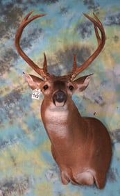 8pt. TX Whitetail Deer Shoulder Taxidermy Mount