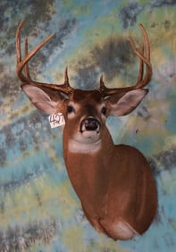 Nice Wide 8pt. Whitetail Deer Shoulder Taxidermy Mount